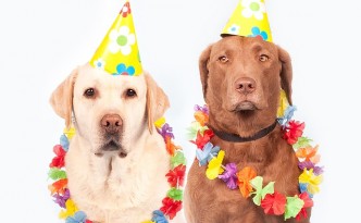 dogs-1190015_640